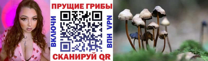 сколько стоит  Приволжск  Псилоцибиновые грибы Psilocybe 